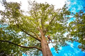 Best Hazardous Tree Removal  in Carey, ID