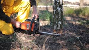 Best Tree Preservation Services  in Carey, ID