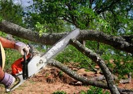 Best Commercial Tree Services  in Carey, ID