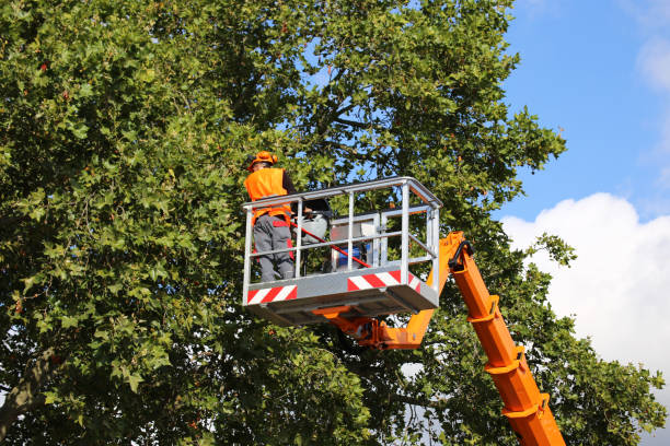 Best Firewood Processing and Delivery  in Carey, ID