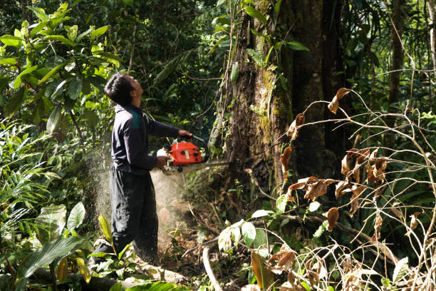 Best Tree and Shrub Care  in Carey, ID