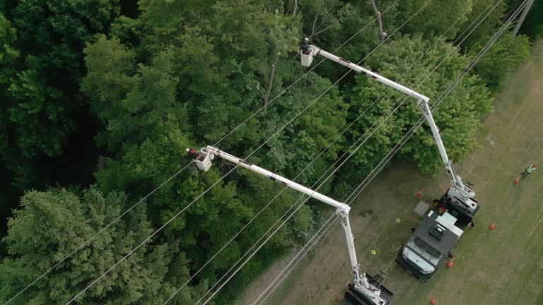 How Our Tree Care Process Works  in  Carey, ID