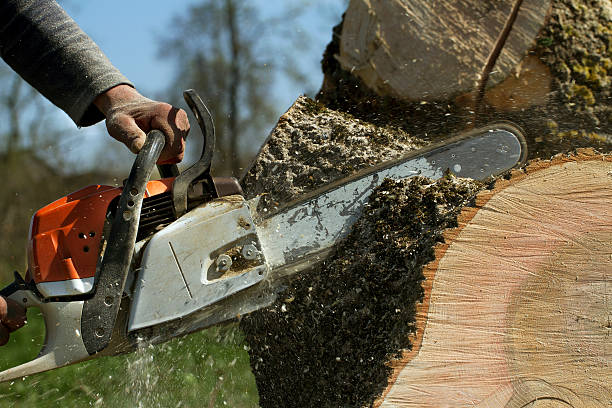 Best Tree Mulching  in Carey, ID