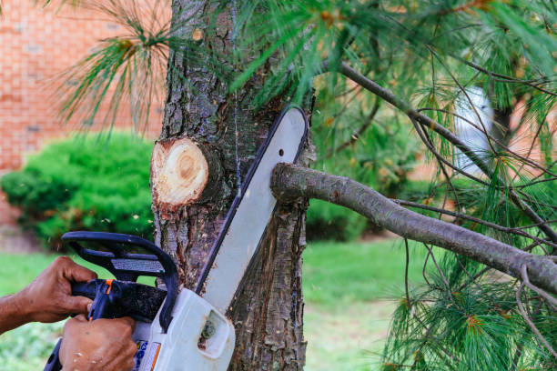 Best Tree Removal  in Carey, ID